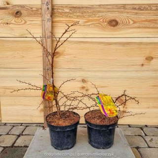 Berberys 'Diabolicum' Berberis REALNE ZDJĘCIA