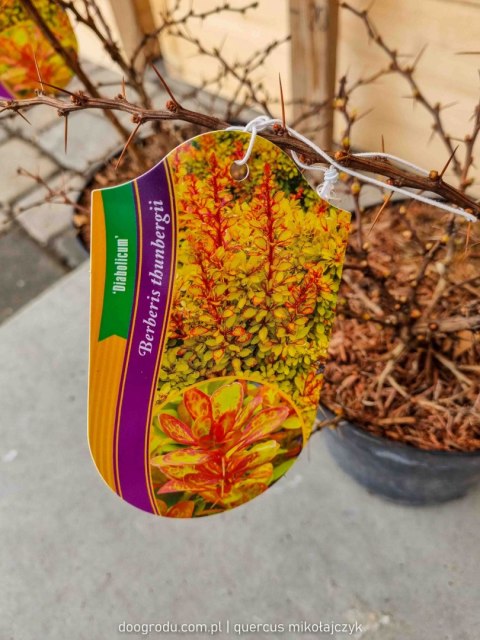 Berberys 'Diabolicum' Berberis REALNE ZDJĘCIA