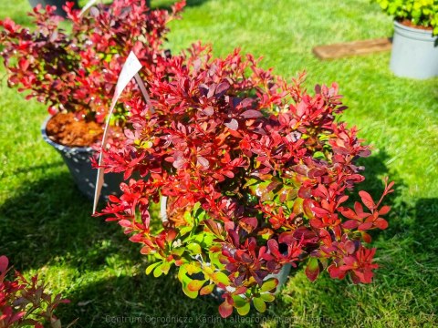 Berberys 'Fire Ball' odporny, duży, OGNISTA KULA