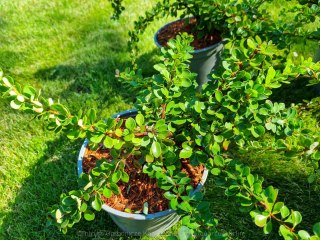 Berberys 'Green Carpet' DYWANOWY PRAWDZIWE ZDJĘCIA