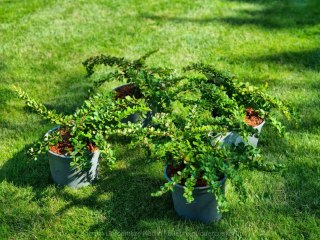 Berberys 'Green Carpet' DYWANOWY PRAWDZIWE ZDJĘCIA