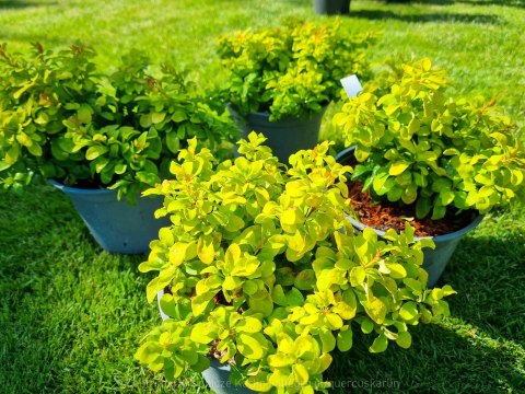 Berberys 'Lime Star' DUŻY LIMONKOWY REALNE ZDJĘCIA