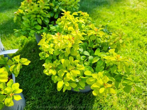 Berberys 'Lime Star' DUŻY LIMONKOWY REALNE ZDJĘCIA