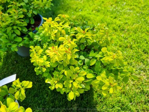 Berberys 'Lime Star' DUŻY LIMONKOWY REALNE ZDJĘCIA