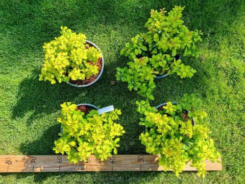 Berberys 'Lime Star' DUŻY LIMONKOWY REALNE ZDJĘCIA