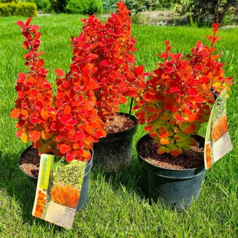 Berberys 'Orange Ice' Pomarańczowy 30-40CM C2 PRAWDZIWE ZDJĘCIA