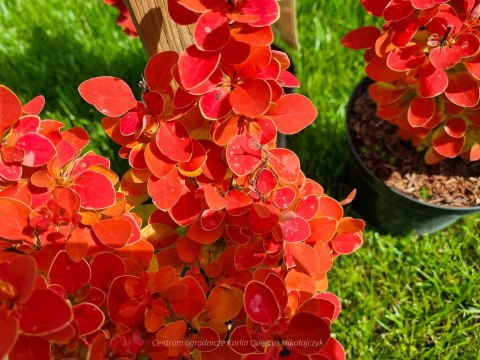 Berberys 'Orange Ice' PRAWDZIWE ZDJĘCIA