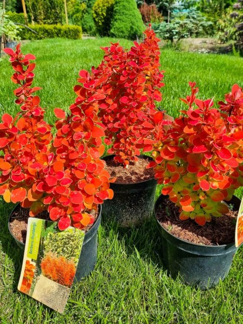 Berberys 'Orange Ice' PRAWDZIWE ZDJĘCIA