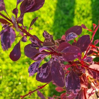 Berberys thunberga 'Rose Glow' RÓŻOWO PURPUROWY