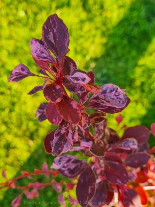 Berberys thunberga 'Rose Glow' RÓŻOWO PURPUROWY