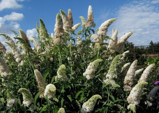 Budleja Omżyn 'White Profusion' PIĘKNE KWIATY