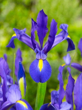 IRYS IRIS Kwitnący Kosaciec duża cebula 10szt 85cm