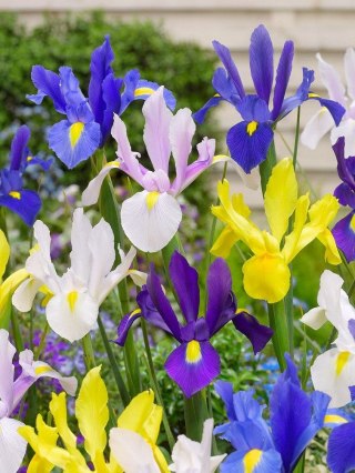 IRYS IRIS Kwitnący Kosaciec duża cebula 20szt 85cm