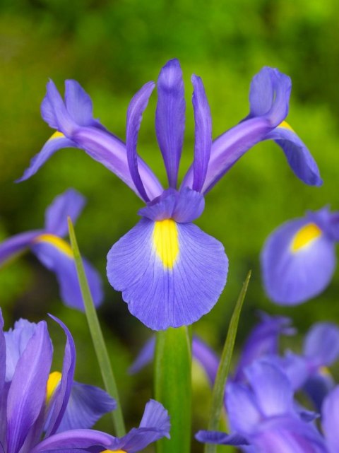 IRYS IRIS Kwitnący Kosaciec duża cebula 20szt 85cm