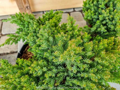 Jałowiec rozesłany 'Nana' Juniperus Procumbens C2 30CM Zielony Jałowiec Płożący