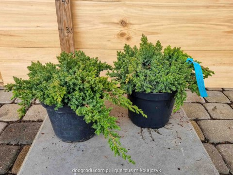 Jałowiec rozesłany 'Nana' Juniperus Procumbens C2 30CM Zielony Jałowiec Płożący