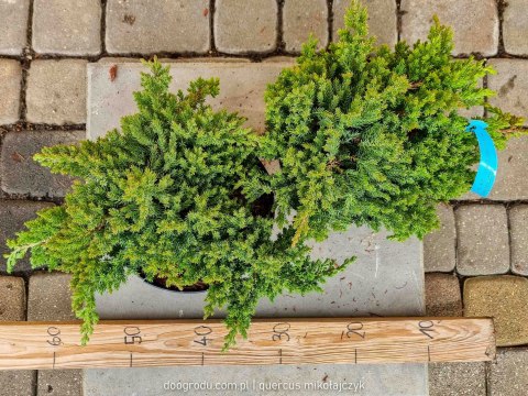 Jałowiec rozesłany 'Nana' Juniperus Procumbens C2 30CM Zielony Jałowiec Płożący