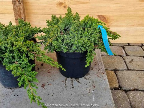 Jałowiec rozesłany 'Nana' Juniperus Procumbens C2 30CM Zielony Jałowiec Płożący