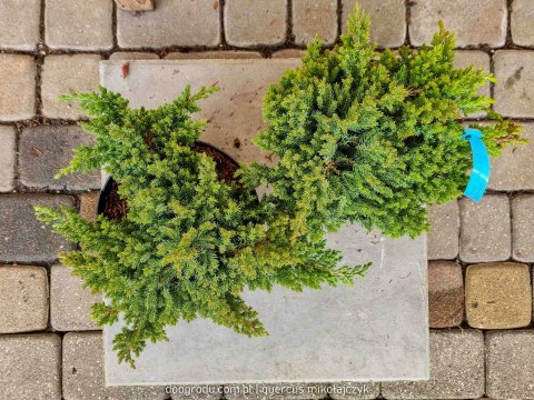 Jałowiec rozesłany 'Nana' Juniperus Procumbens C2 30CM Zielony Jałowiec Płożący