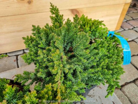 Jałowiec rozesłany 'Nana' Juniperus Procumbens C2 30CM Zielony Jałowiec Płożący