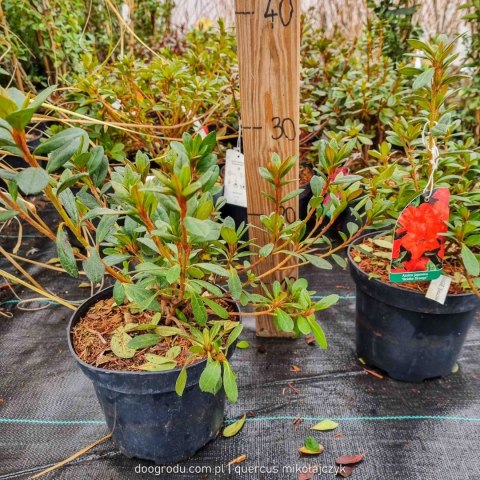 ŁADNA Azalia Japońska 'Geisha Orange' POMARAŃCZOWA