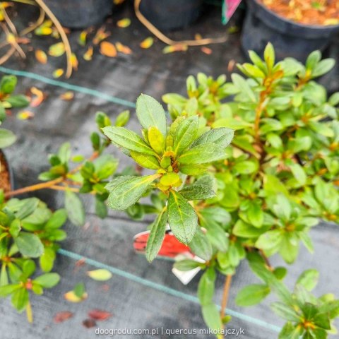 ŁADNA Azalia Japońska 'Geisha Orange' POMARAŃCZOWA