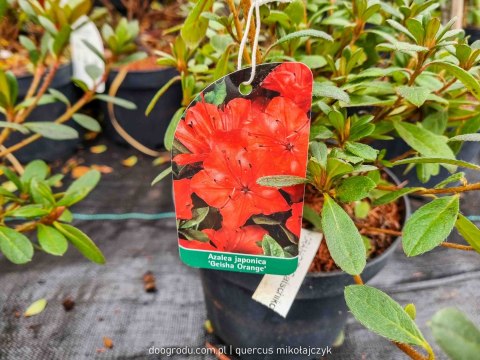 ŁADNA Azalia Japońska 'Geisha Orange' POMARAŃCZOWA