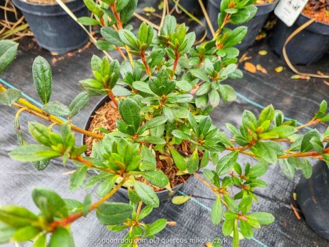 ŁADNA Azalia Japońska 'Geisha Orange' POMARAŃCZOWA