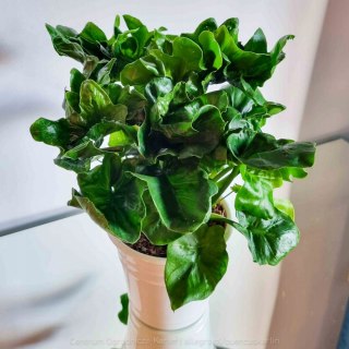 NAJPIĘKNIEJSZY Filodendron Philodendron ATOM DUŻY