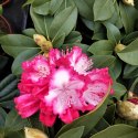 Nawóz Luvena rododendron,azalia,wr zos 2kg