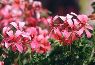 Nawóz krystaliczny do pelargonii 200 g