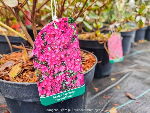 PIĘKNA Azalia Japońska Purpuratrum FIOLETOWY KWIAT