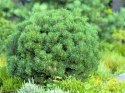 Sosna Kosodrzewina 'Pumilio' GÓRSKA, Kosówka Pinus