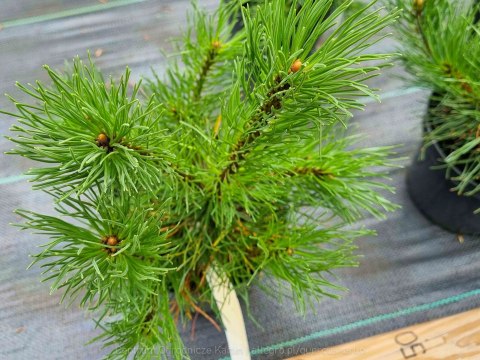 Sosna Kosodrzewina 'Pumilio' GÓRSKA, Kosówka Pinus