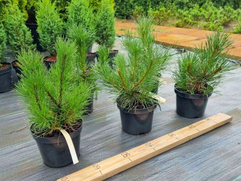 Sosna Kosodrzewina 'Pumilio' GÓRSKA, Kosówka Pinus