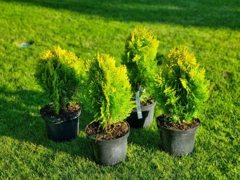 Thuja Tuja Aurea Nana KSIĄŻKOWA żywotnik REAL FOTO