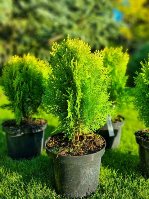 Thuja Tuja Aurea Nana KSIĄŻKOWA żywotnik REAL FOTO