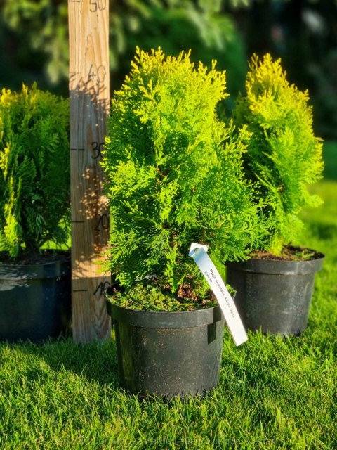 Thuja Tuja Aurea Nana KSIĄŻKOWA żywotnik REAL FOTO