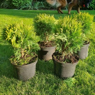 Thuja Tuja 'Danica' Gęsta Kula REALNE ZDJĘCIA