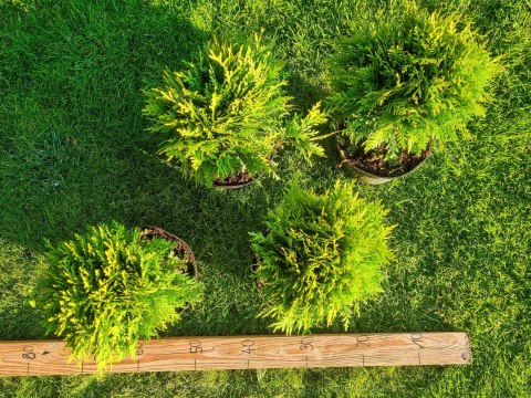 Thuja Tuja 'Danica' Gęsta Kula REALNE ZDJĘCIA