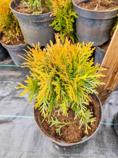 Thuja Tuja 'Danica' Gęsta Kula REALNE ZDJĘCIA