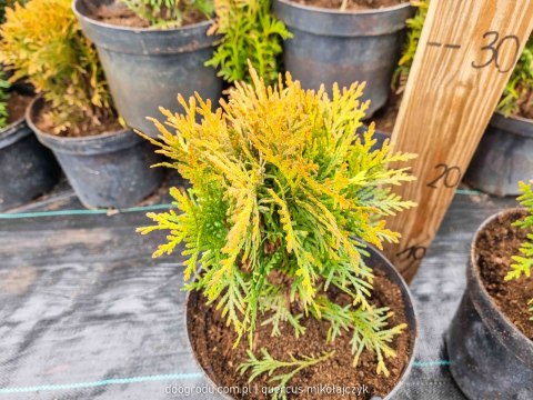 Thuja Tuja 'Danica' Gęsta Kula REALNE ZDJĘCIA