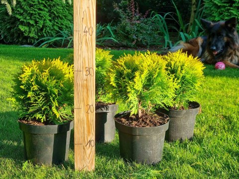 Thuja Tuja 'Miriam' Gęsta Kula REALNE ZDJĘCIA