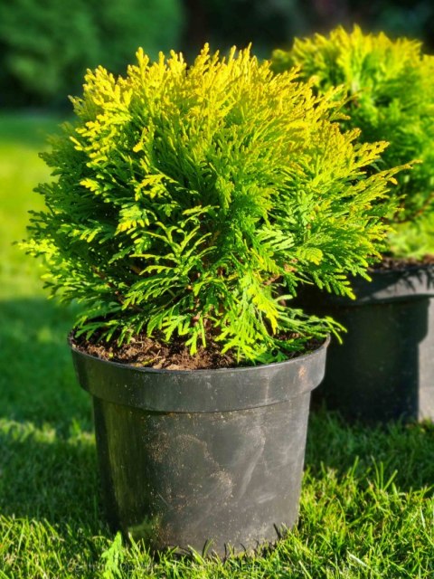 Thuja Tuja 'Miriam' Gęsta Kula REALNE ZDJĘCIA