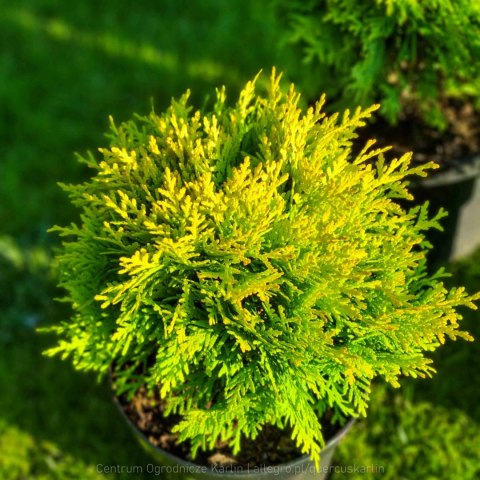 Thuja Tuja 'Miriam' Gęsta Kula REALNE ZDJĘCIA