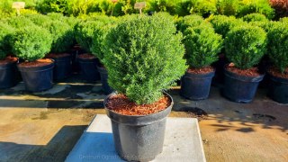 Thuja Tuja 'Teddy' Gęsta Kula REALNE ZDJĘCIA