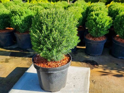 Thuja Tuja 'Teddy' Gęsta Kula REALNE ZDJĘCIA