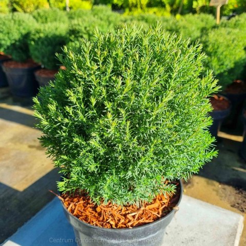 Thuja Tuja 'Teddy' Gęsta Kula REALNE ZDJĘCIA