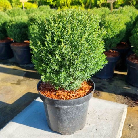 Thuja Tuja 'Teddy' Gęsta Kula REALNE ZDJĘCIA