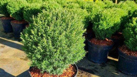 Thuja Tuja 'Teddy' Gęsta Kula REALNE ZDJĘCIA